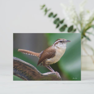 Remerciements Carte Bird Wren Carte de note nature