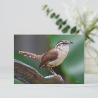 Remerciements Carte Bird Wren Carte de note nature