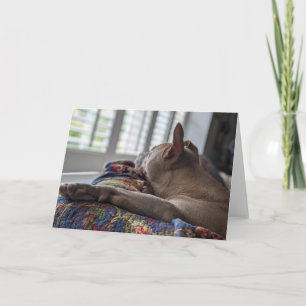 Remerciements Carte d'amour de Pitbull