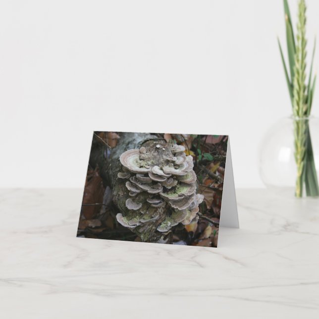 Remerciements Carte de champignons polypores (vide) (Devant)