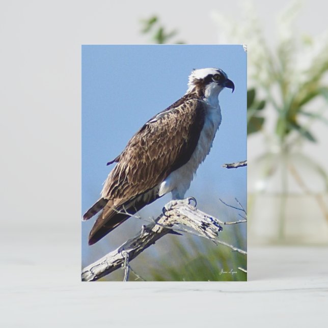 Remerciements Carte de l'aigle de mer Nature (Debout devant)