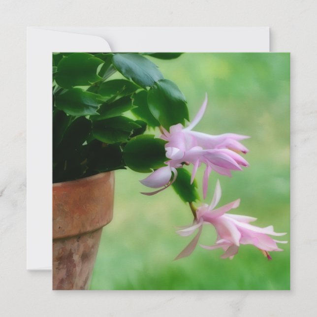Remerciements Carte de note de Noël Cactus Orchid (Devant)