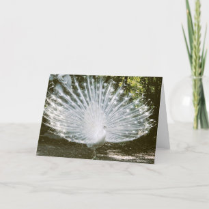 Remerciements Carte de note Peacock Blanc<Blank Inside>
