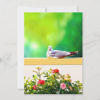 Remerciements Carte de photographie de mouette, cadeau de nature