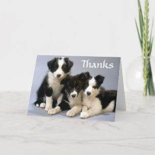 Remerciements Carte de remerciement Chiots Border Collie