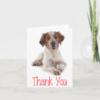 Carte de remerciement pour chiot Brittany Spaniel