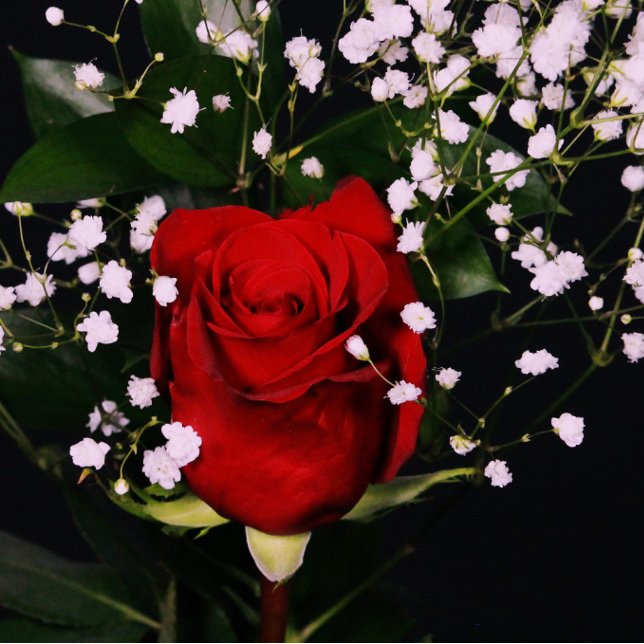 Remerciements Carte de Saint-Valentin romantique Red Rose (Créateur téléchargé)