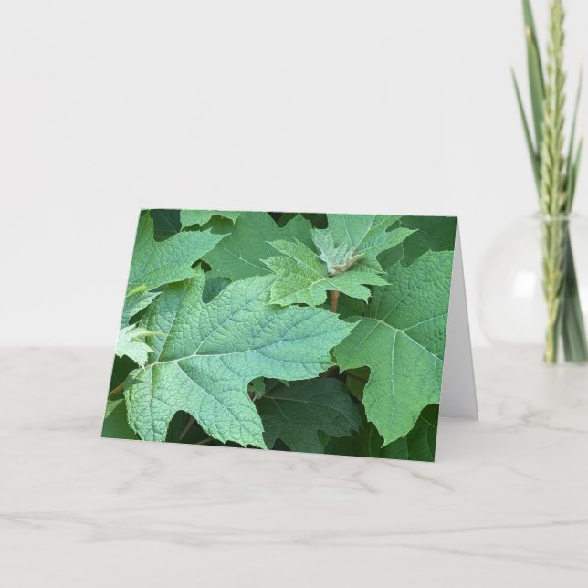 Remerciements Carte de vœux vierge Hydrangea à feuilles d'orme (Devant)