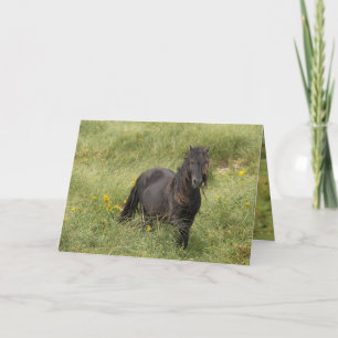 Remerciements Carte de voeux Wild Sable Island Stallion