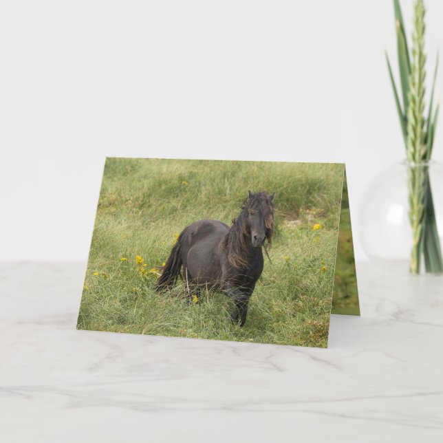 Remerciements Carte de voeux Wild Sable Island Stallion (Devant)