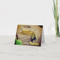Dagger Moth Caterpillar Nature Carte de remercieme