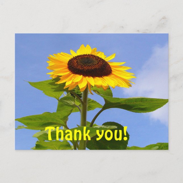 REMERCIEMENTS DE SUNFLOWER ~ Carte postale (Devant)