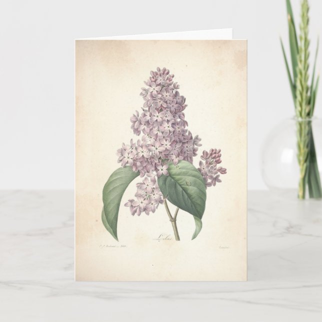 Remerciements Lilas par la carte de sympathie botanique de (Devant)