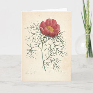 Remerciements Pivoine par la carte de sympathie botanique