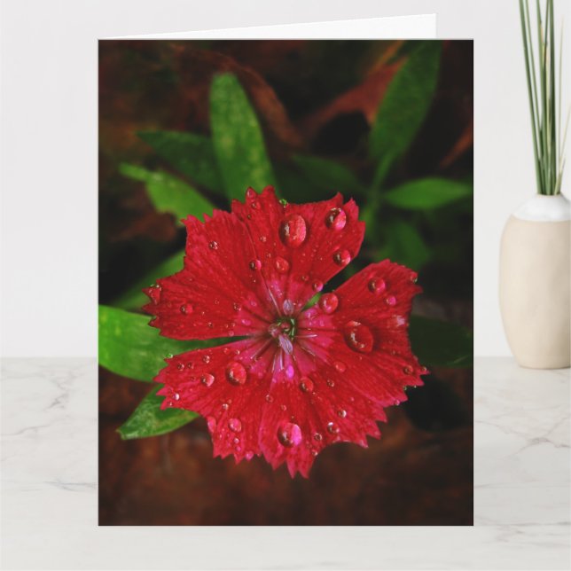 Remerciements Red Dianthus Avec Raindrops Big Carte de remerciem (Devant)