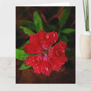 Remerciements Red Dianthus Avec Raindrops Big Carte de remerciem