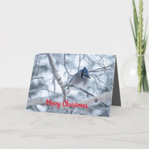 Remerciements Silence Wonders Carte de Noël Blue Jay