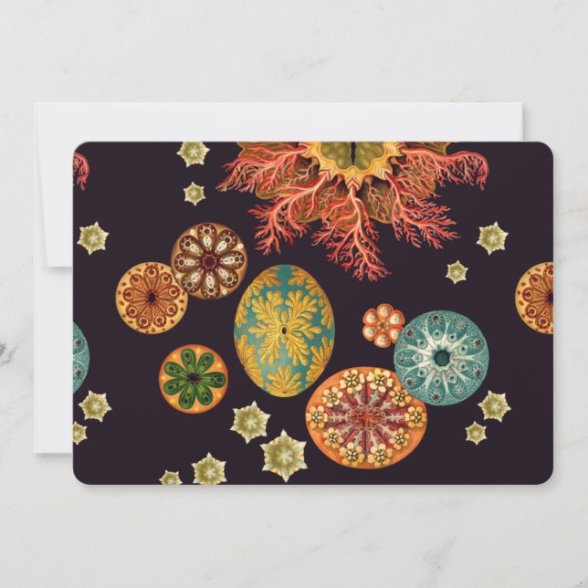 Remix d'écureuils marins (Devant)