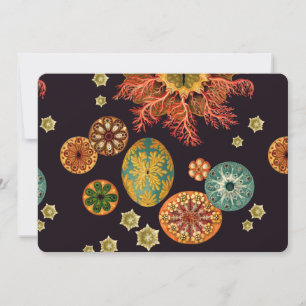 Remix d'écureuils marins