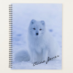Renard arctique