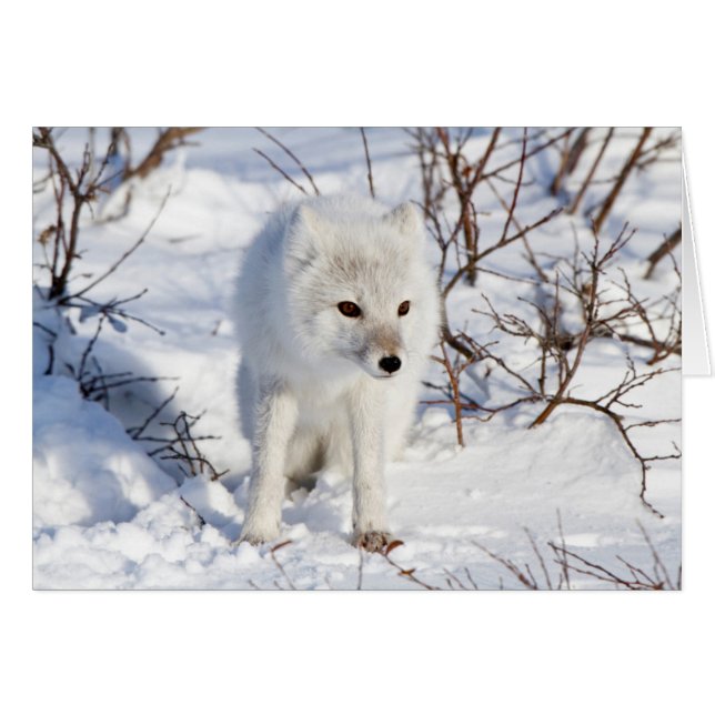 Renard Arctique, zone de gestion de la faune de Ch (Devant horizontal)