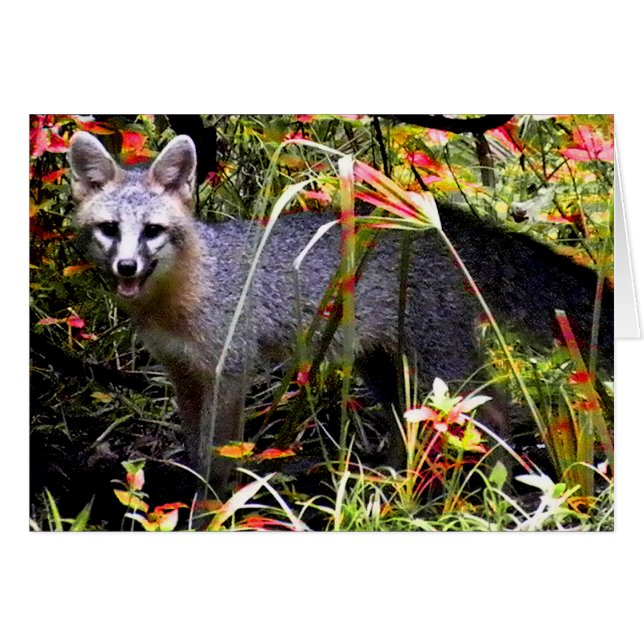 RENARD GRIS SOUS L'ARBRE (Devant Horizontal)
