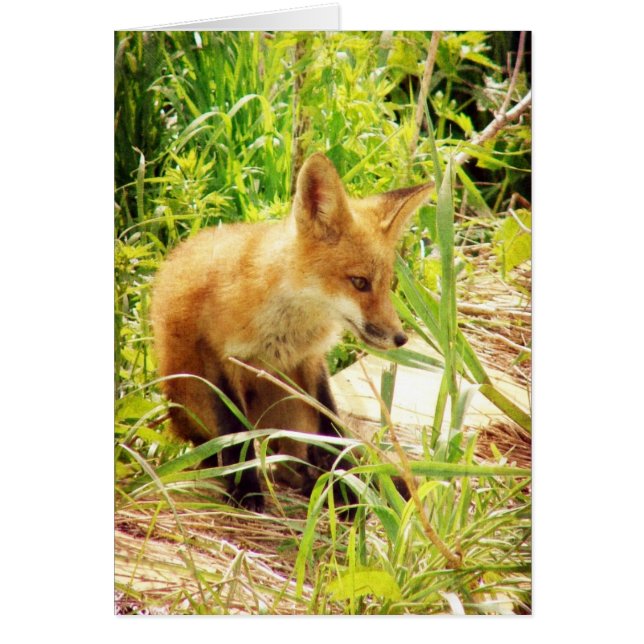 Renard rouge (Devant)