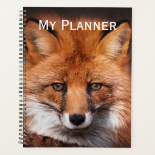 Renard rouge