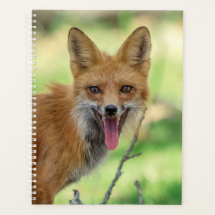 Renard rouge 2024