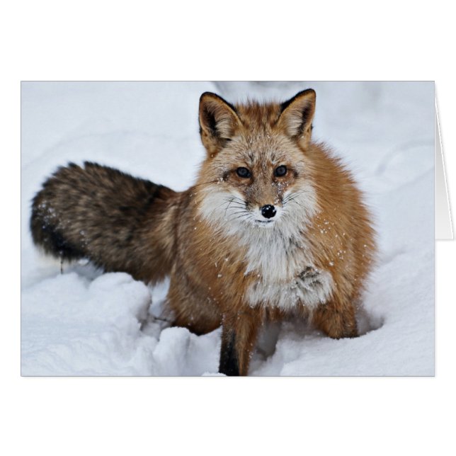 Renard rouge dans la neige (Devant horizontal)