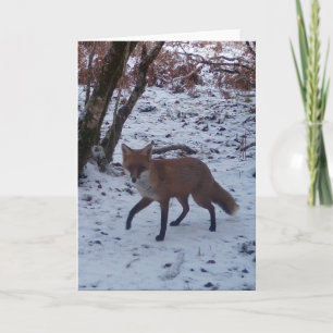 Renard rouge dans la neige Carte de voeux Ajouter