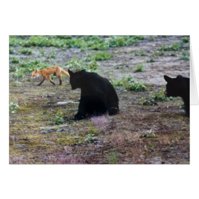 Renard rouge et ours noirs en Alaska (Devant Horizontal)