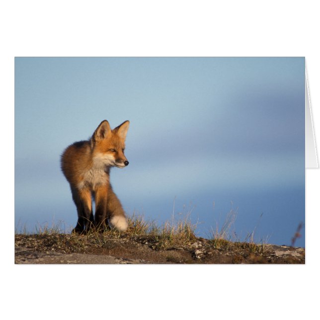 renard rouge, Vulpes vulpes (Devant horizontal)