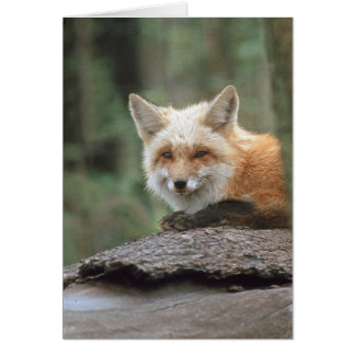 Renard rouge (Vulpes vulpes)
