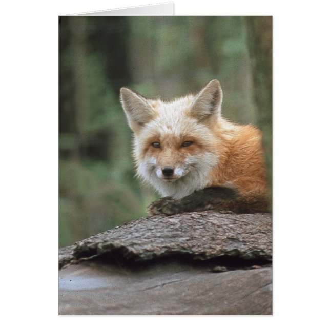 Renard rouge (Vulpes vulpes) (Devant)