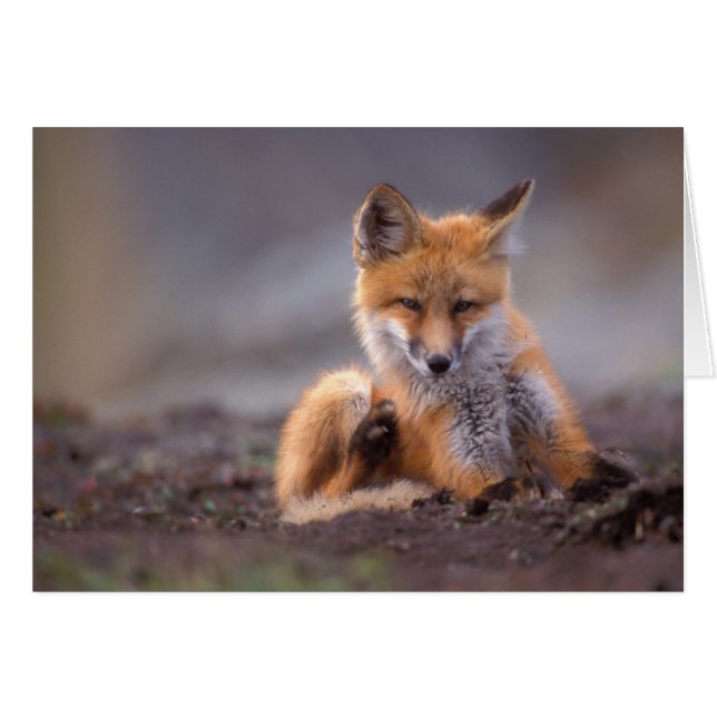 renard rouge, Vulpes vulpes, chiot se grattant, (Devant horizontal)