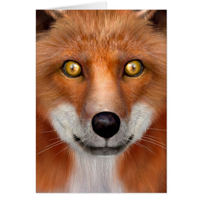 Renard roux (Devant)