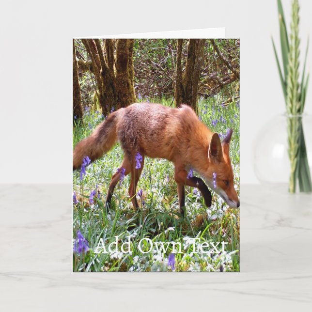 Renard roux dans carte aux Jacinthes des bois –  F (Devant)