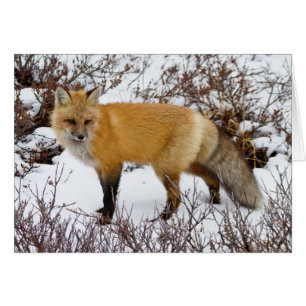 Renard roux dans la neige en hiver