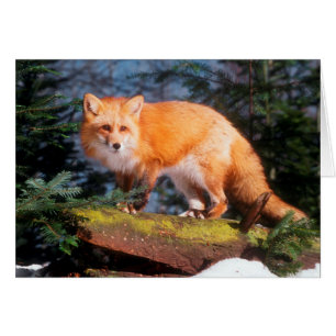 Renard roux sur une bûche