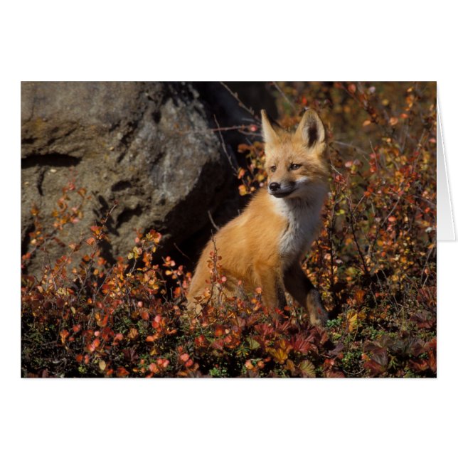 renard roux, Vulpes vulpes (Devant horizontal)