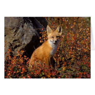 renard roux, Vulpes vulpes, en couleurs d'automne