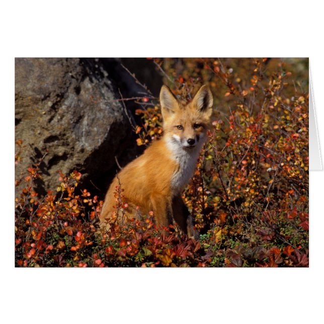 renard roux, Vulpes vulpes, en couleurs d'automne  (Devant horizontal)