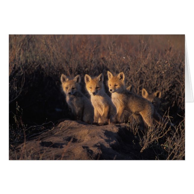 renard roux, Vulpes vulpes, kits (Devant horizontal)