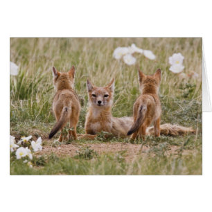 Renard swift (Vulpes velox) femelle avec des jeune