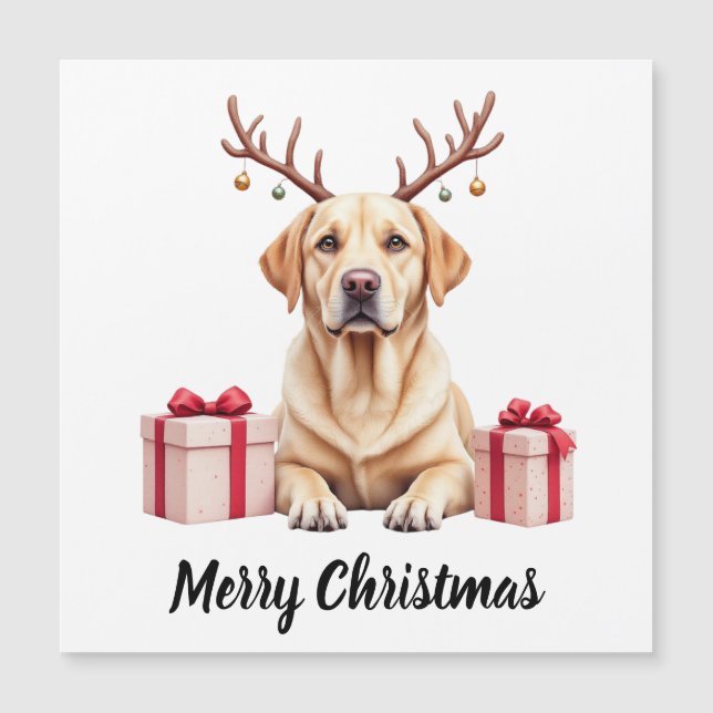 Renne du Labrador (Devant)