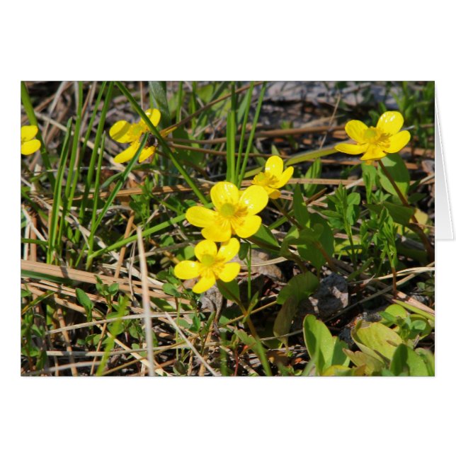 Renoncule de Sagebrush (Devant horizontal)