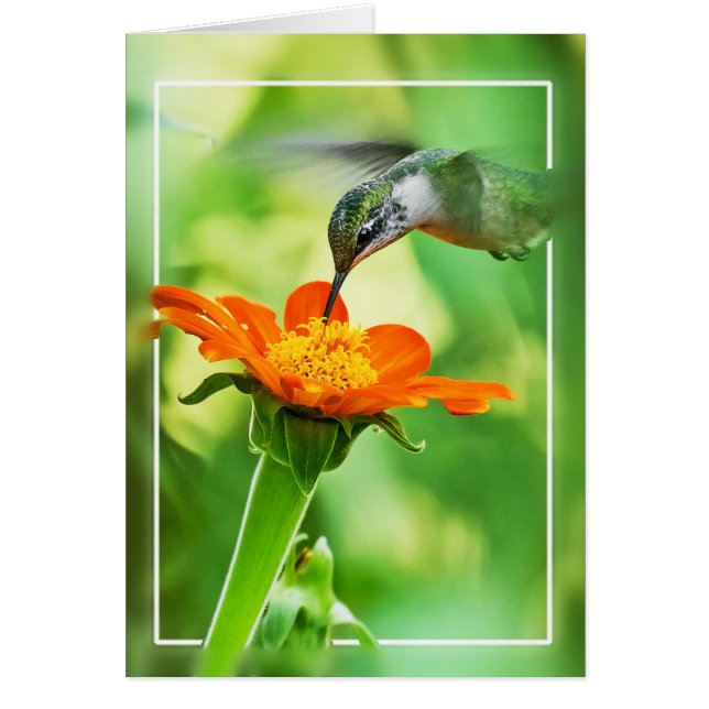 Repas de colibri sur la mouche (Devant)