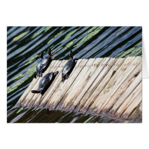 Repos de la tortue