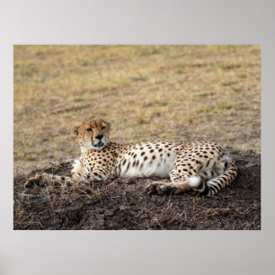 Repose Cheetah - Poster de la faune des beaux-arts
